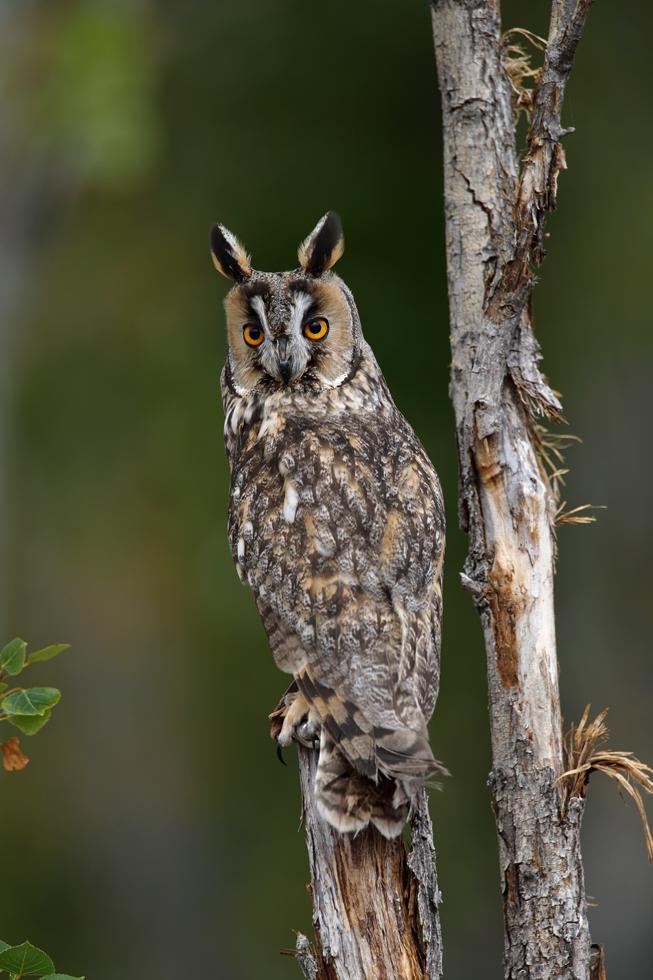 Imagen 12 de la galería de Búho Chico - Long-eared Owl